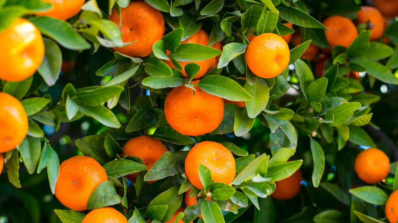 Fruits For Glowing Skin