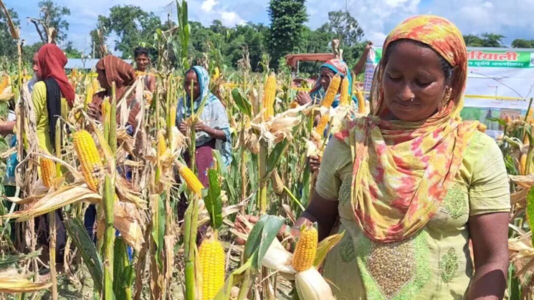 PM Fasal Bima Yojana: फसल बर्बाद हुई तो अब सीधे खाते में आएगा पैसा, जानें बिहार-झारखंड के किसानों के लिए कितना काम की है यह योजना PM Fasal Bima Yojana