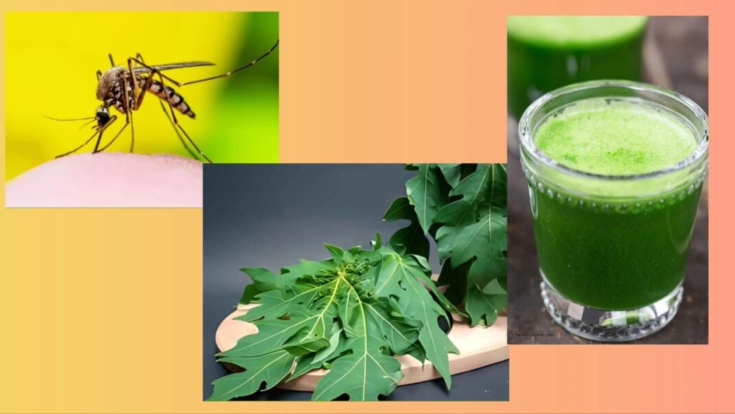 Papaya Leaf Juice for Dengue: डेंगू में पपीते के पत्तों का जूस प्लेटलेट बढ़ाता है? डॉक्टर शशांक ने बताया वैज्ञानिक सच Papaya Leaf Juice for Dengue