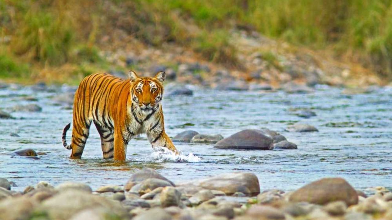 वाइल्डलाइफ का अनोखा अनुभव देगा जिम कॉर्बेट नेशनल पार्क