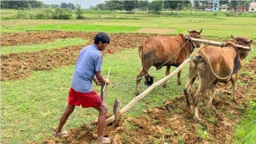 झारखंड में आज से शुरू हुई Birsa Pradhan Mantri Fasal Bima Yojana, रबी फसलों का बीमा 31 दिसंबर तक करा सकेंगे किसान Birsa Pradhan Mantri Fasal Bima Yojana