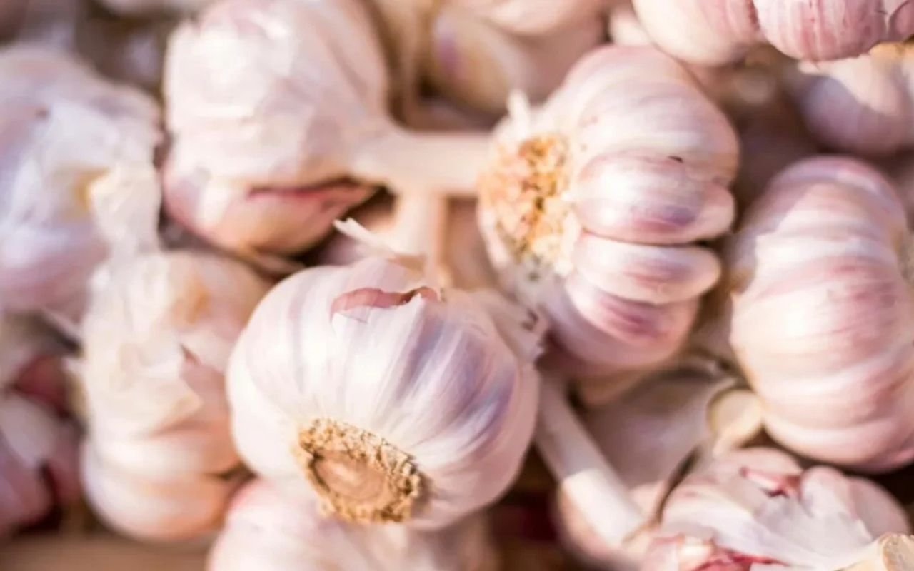 Lahsun Health Tips: रोजाना एक कच्चा लहसुन खाने से क्या होता है? डॉक्टर ने बताए संभावित फायदे और सेवन का सही तरीका