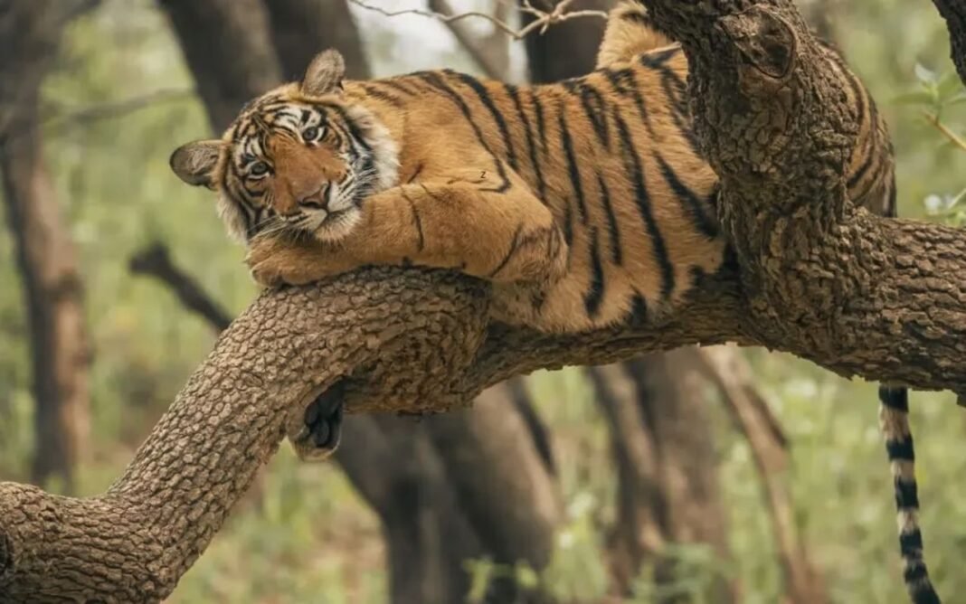 Odisha News: सिमिलिपाल टाइगर रिजर्व में 1 नवंबर से जीप सफारी शुरू, रोज सिर्फ 60 वाहनों को मिलेगी एंट्री Odisha News