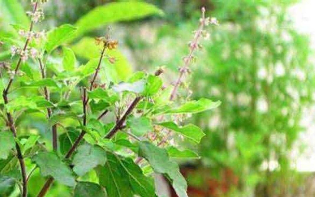 Tulsi Plant Care Tips